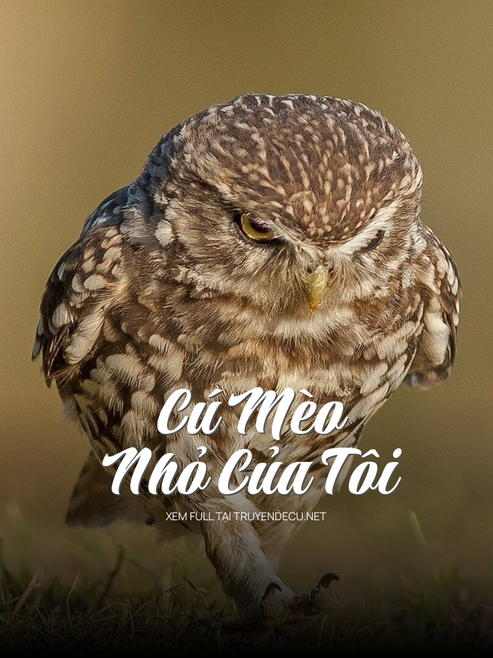 Cú Mèo Nhỏ Của Tôi